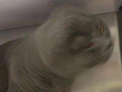 -芭比堂动物医院·24小时·眼科中心(深圳中心)