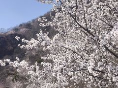 -北京鹫峰国家森林公园