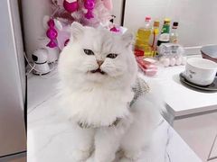 -欣宠猫屋·矮脚拿破仑·蓝金金渐层