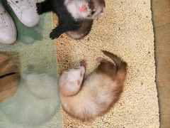 -藦茜花园宠物主题亲子互动体验馆(国顺东路店)