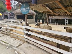 -都江堰玫瑰花溪谷