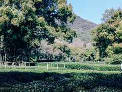 -中国茶叶博物馆(双峰馆区)