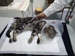 -达爱动物医院·犬猫分区·CT·复杂眼科(远洋山水分院)