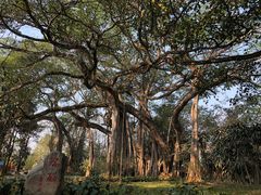 -瑞丽独树成林风景区