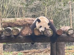 -都江堰中华大熊猫苑