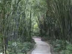 -大屏嶂森林公园