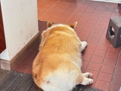 -肥朵食堂(带梦胡同店)