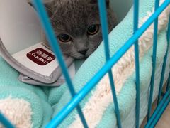 -菲丽丝宠物医院·24小时·猫科中心·免疫点(淮海分院)