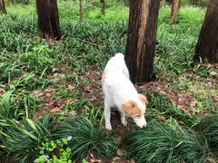 -西湖外事游船(花港观鱼码头)