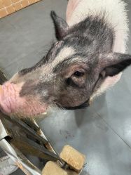 -Moni星球萌宠·小马宝莉·灵蛇·高端高阶全萌宠互动体验俱乐部(红豆国际广场店)