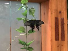 -上海大自然野生昆虫馆(东方明珠·爬宠昆虫探索中心)