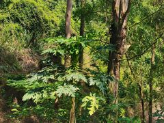 -火炉山森林公园