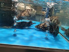 -麦德龙(郑东店)