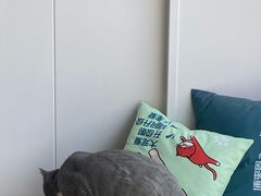 -芭比堂动物医院·CT·微创中心(新顺分院)