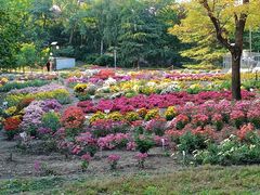 -莲花池公园