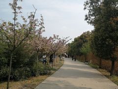 -秀丽东方