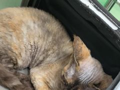 -利又安动物医院··老年病·猫科犬科·中兽医