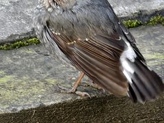 -水磨古镇