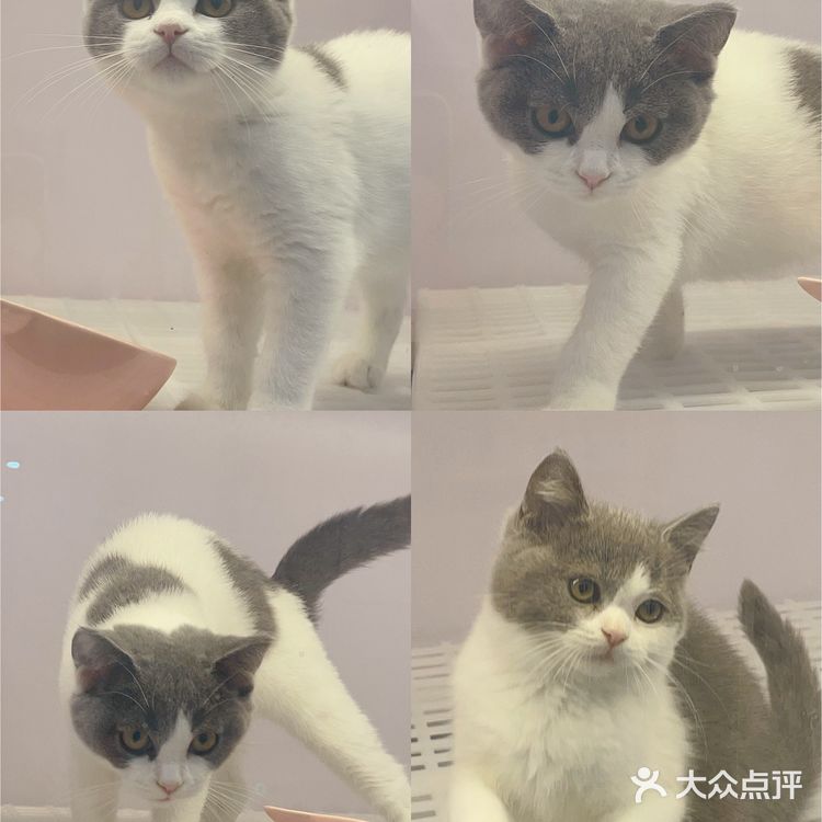 广州这里买猫最靠谱!ONLY CAT唯有猫名猫馆