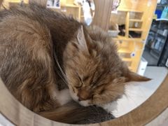 -平行世界·猫咖(首经贸店)