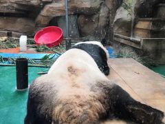 -成都动物园