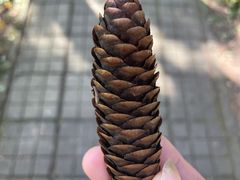 -黑龙江省森林植物园