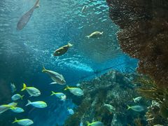 -上海海洋水族馆