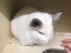 -钓仓鼠(洋桥北里小区店)