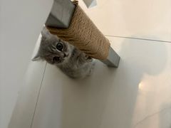 -小猫来了猫舍(福田店)