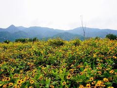 -紫云台香草园