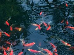 iphone_upload_pic-中国唐苑