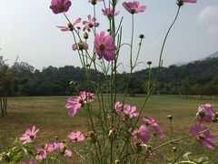 -福建鲤鱼洲酒店