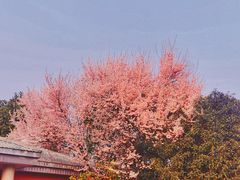 -橘子洲景区