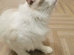 -酷豆宠物咖啡·宠物美食·撸猫馆