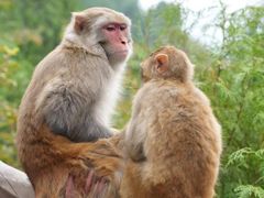 -白帝城·瞿塘峡景区