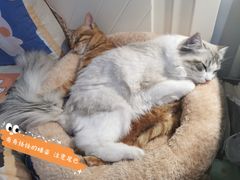 -四月宠物医院·猫专科·心脏专科·内科(转塘店)