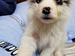 -翊宠yipet猫狗购宠庄园犬舍•猫舍