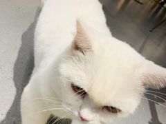 -飞行喵MR PILOT|猫舍·猫咖(静安大融城店)
