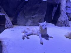 -上海海昌海洋公园-冰山北极馆
