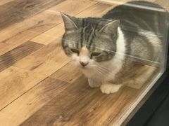-袖虎·猫馆(体育西路店)
