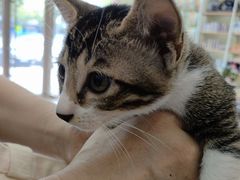 -瑞鹏宠物医院·骨科·猫科·内科(第一中心)
