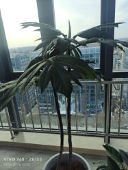 -HEYAN荷妍专业脱毛连锁机构