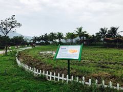-亚龙湾国际玫瑰谷