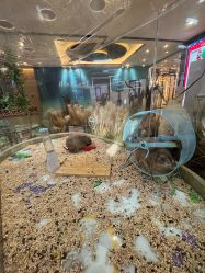 -卡通尼·Safari非洲探索乐园·生日会(金桥国际商业广场店)