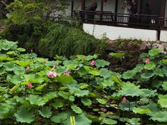 -上海醉白池公园