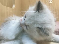 -屋虎猫馆(宝安大仟里店)