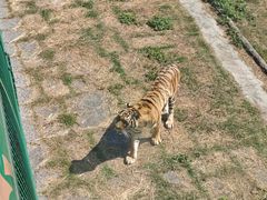 -深圳野生动物园