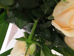 -壹号鲜花店(苍南灵溪河滨东路店)