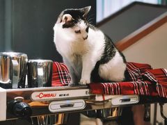 -猫里有甜