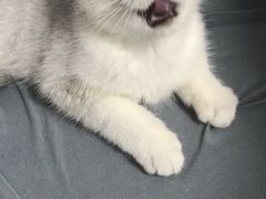 -袖虎·猫馆(体育西路店)